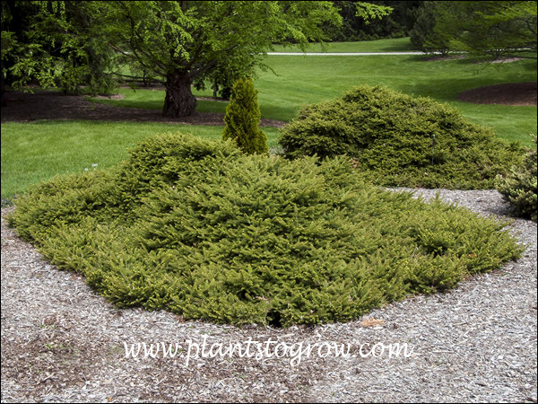 This plant is mounding to about 2 feet and has a spread of over 8-10 feet.